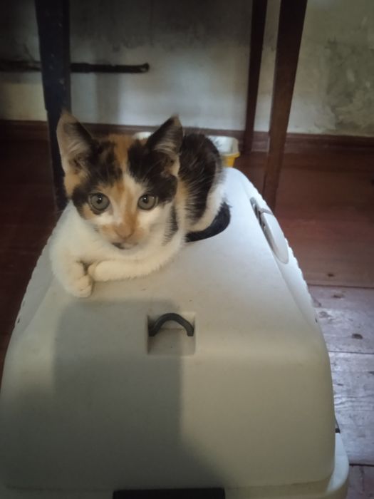 Віддам киці в добрі руки