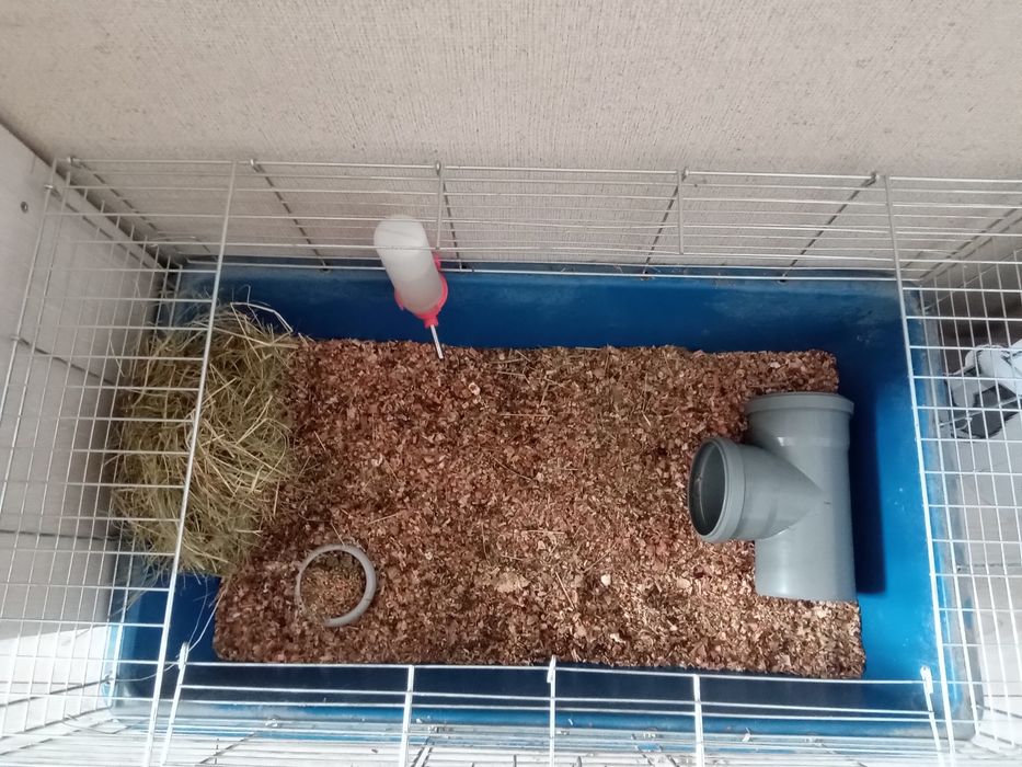 Продам морську свинку разом з кліткою