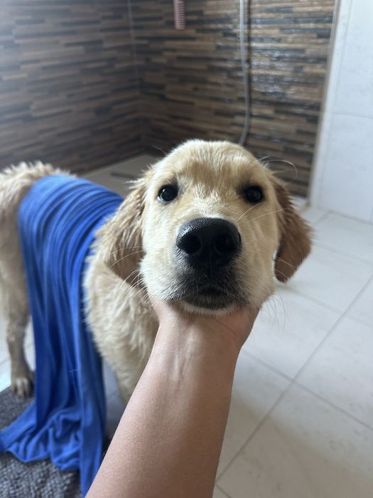 ADOÇÃO — Golden Retriever  Macho, 2 anos