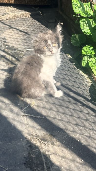 Віддам кошенят в добрі руки