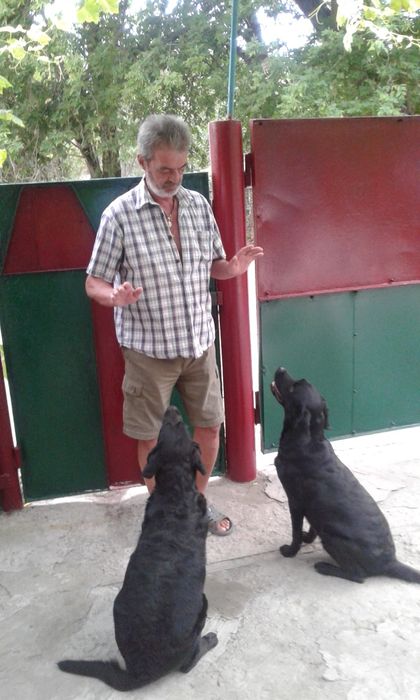 Передержка собак.