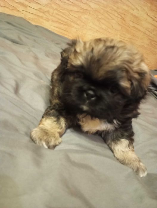 Szczenięta pekińczyk