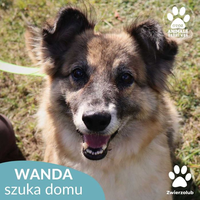 Wanda szuka domu!