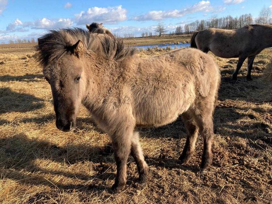 Klacz Konik Polski