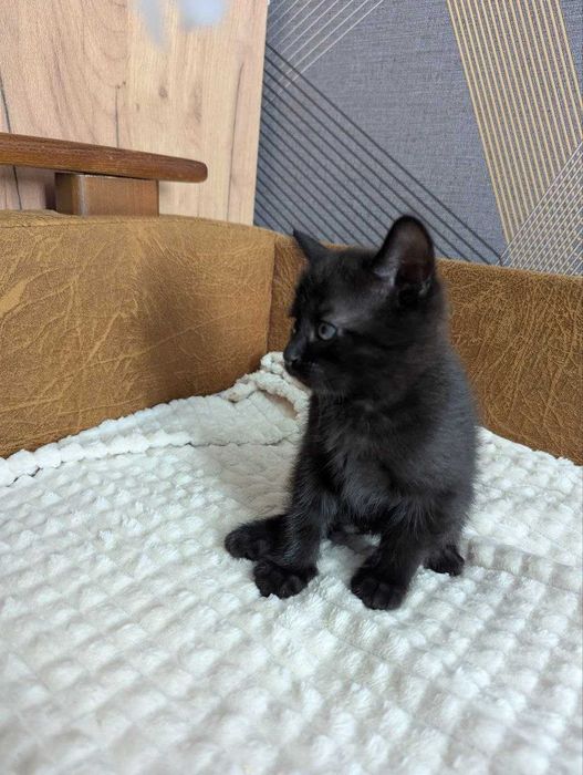 Котята приучені до туалету