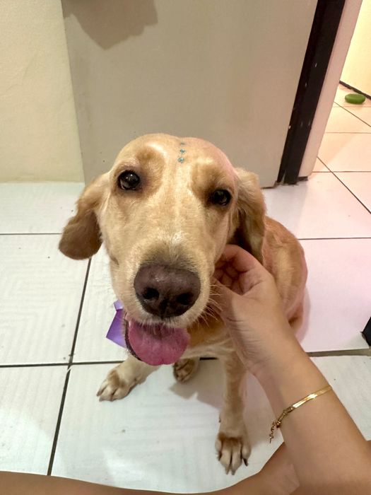 Pet Sitter e Dog Walker | Oeiras e arredores