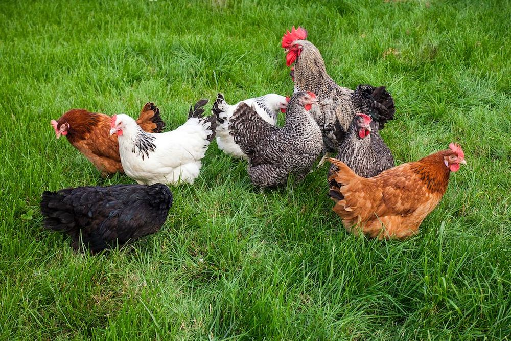 Kury nioski, kury, ferma drobiu, wysyłka