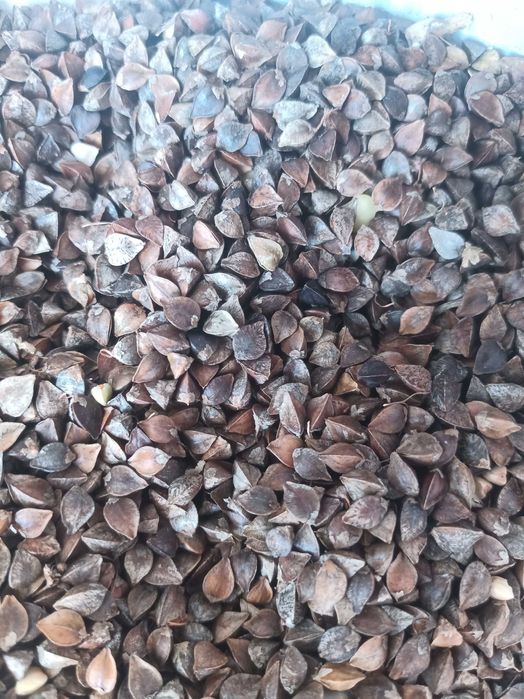 Насіння гречки сорт Девятка