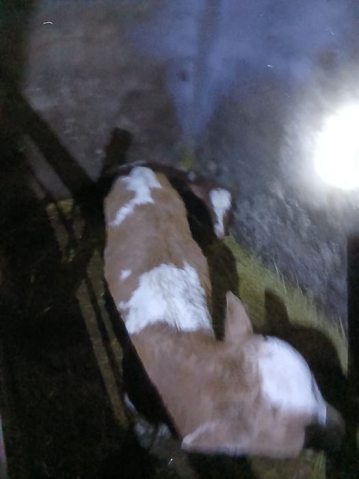 Продам телят на держання. Всі питання за номером