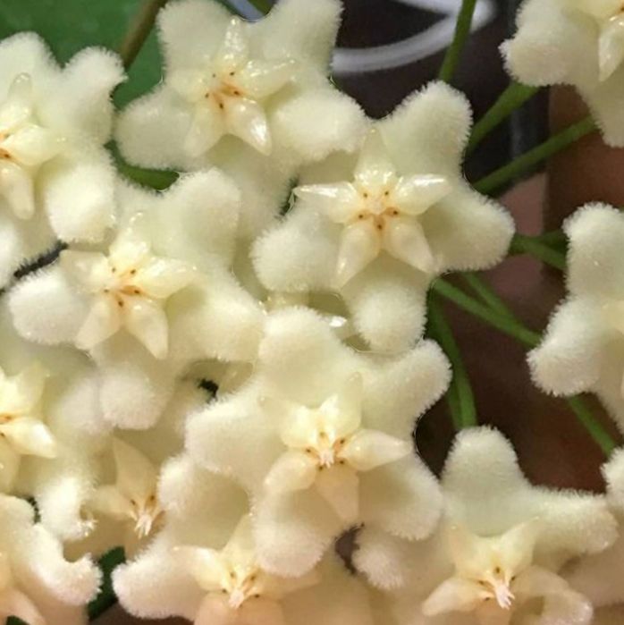 Хойя Белый дракон укорененная