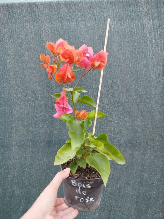 Бугенвиллия одеса бугенвілія садова та кімнатна