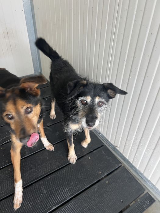 Cães de porte pequeno para adoção