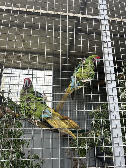 3 casais Araras Militar