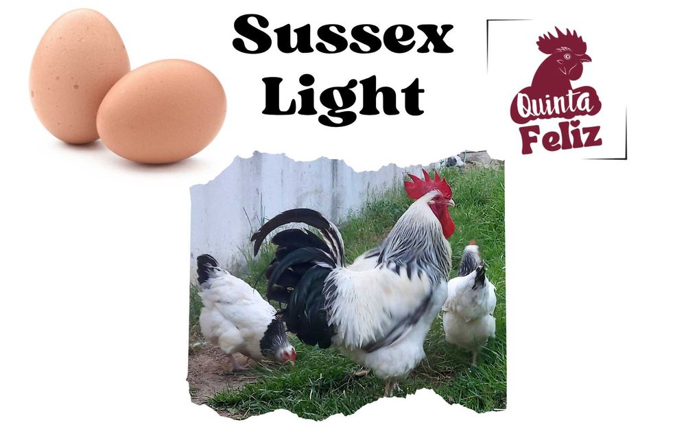 Ovos galados Sussex light