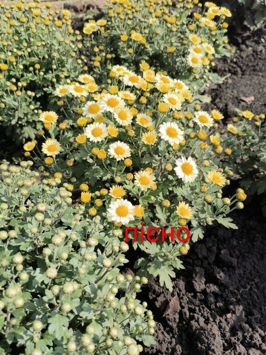 Хризантема шаровидна(мультифлора)