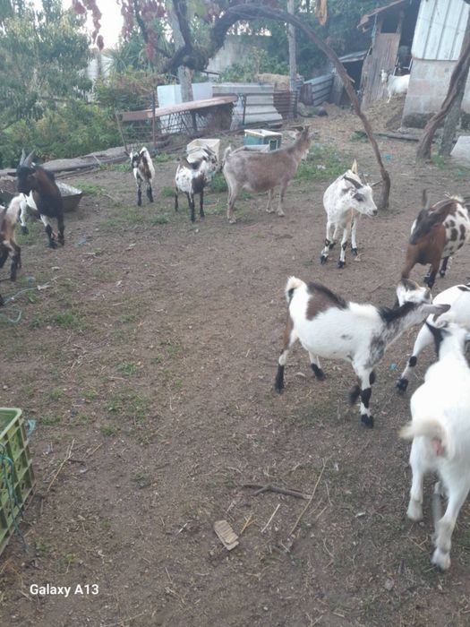 Cabras cabritos ovelhas e borregos para venda