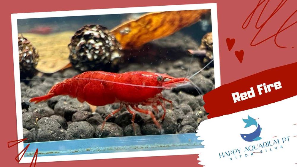 happyaquarium.pt - Neocaridina Red Fire