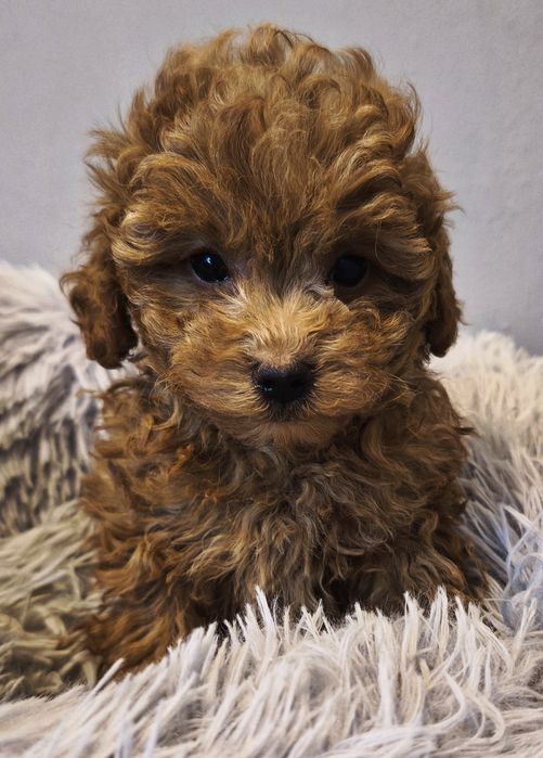 Maltipoo chłopiec malutki