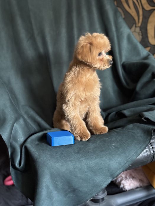 Мини девочка мальтипу