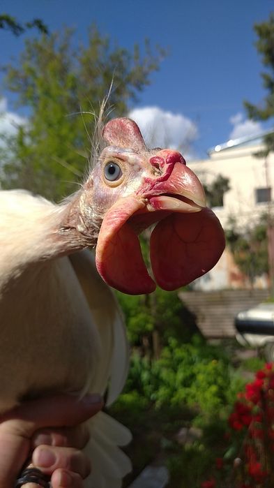 Волжские цесарки: 30 грн. - Сельхоз животные Одесса на Olx