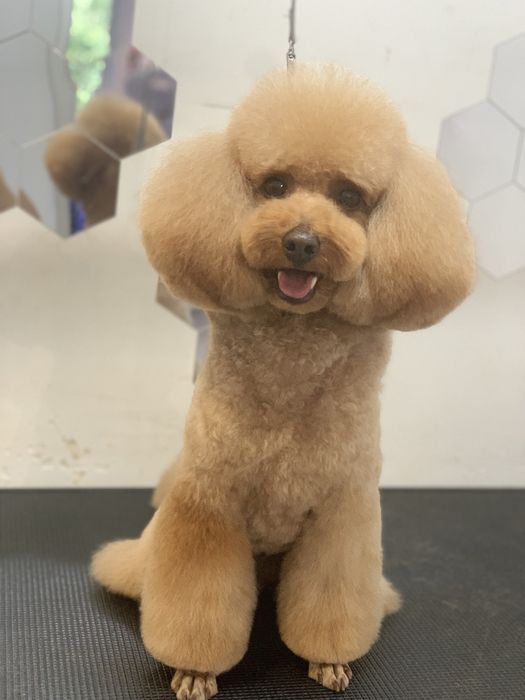 Стрижка  груминг собак и котов Кривой Рог