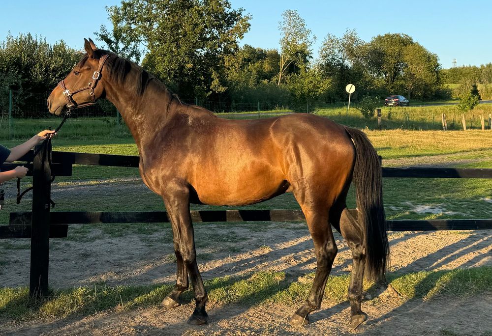 Walach hannowerski po Stakkato