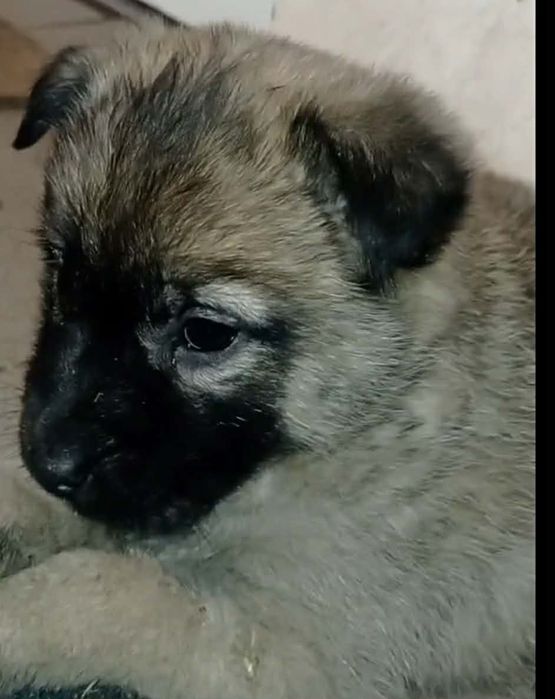 Щенятко шукає люблячу сім'ю