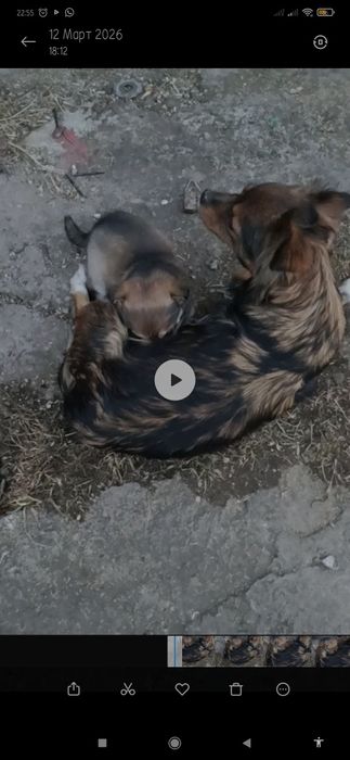 Візьміть дівчинку Метис Пекінеса /Тибетський Спанієль