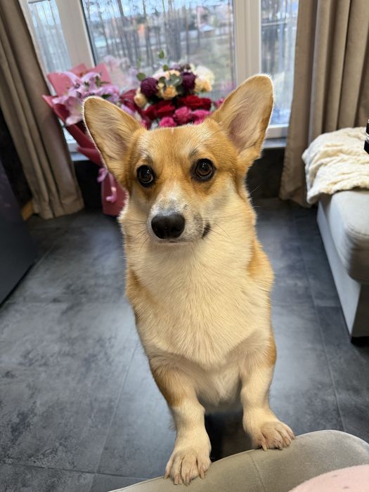 Вязка коргі (Хлопчик шукає наречену, перша вязка)