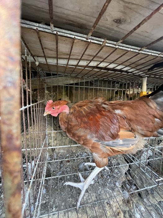 Frango carrca novo