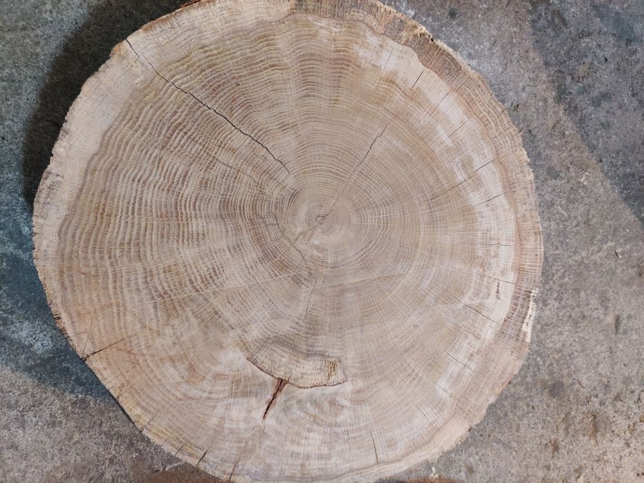 Dębowy Krażek sprzedam