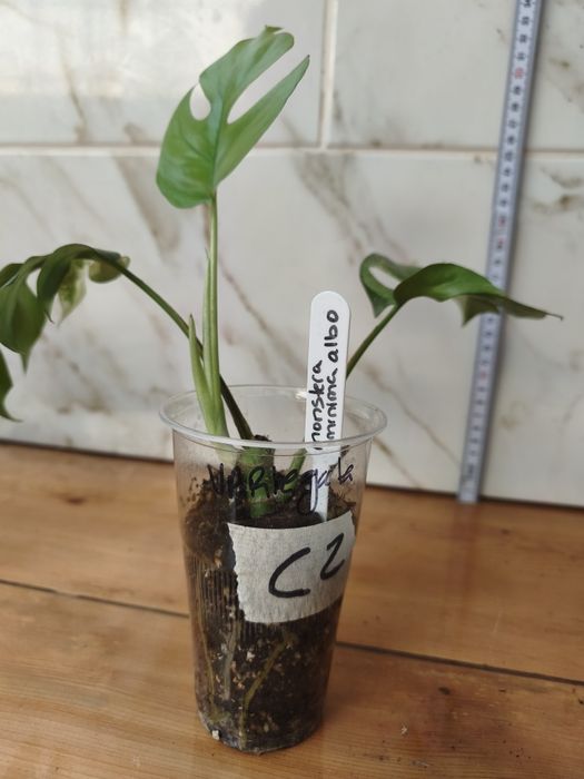 Lote de plantas monsteras variagatas
