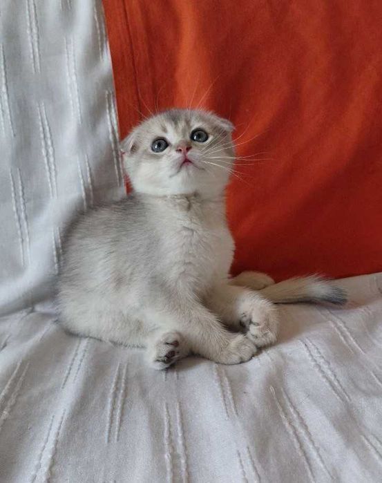 Шотландская золотая шиншилла (голубое золото)