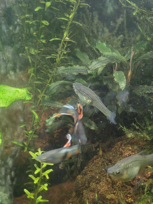Guppys diversos machos e fêmeas