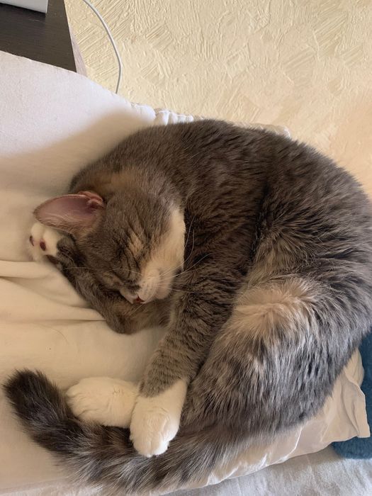 Безкоштовно тварини