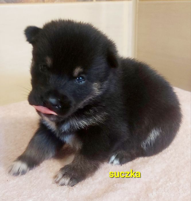 Shiba inu suczka black and tan