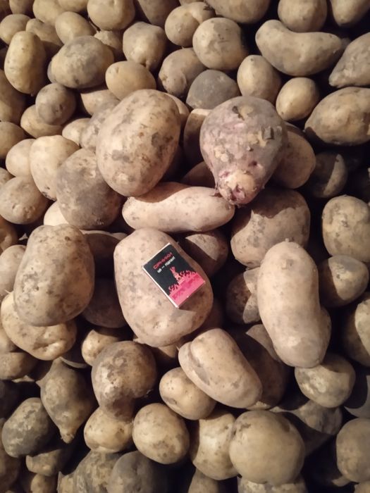 Продам велику картоплю