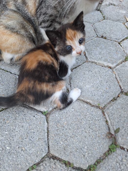 Gatinhos muito bonitos para adoção