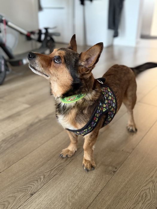 Psiak Tobi do adopcji