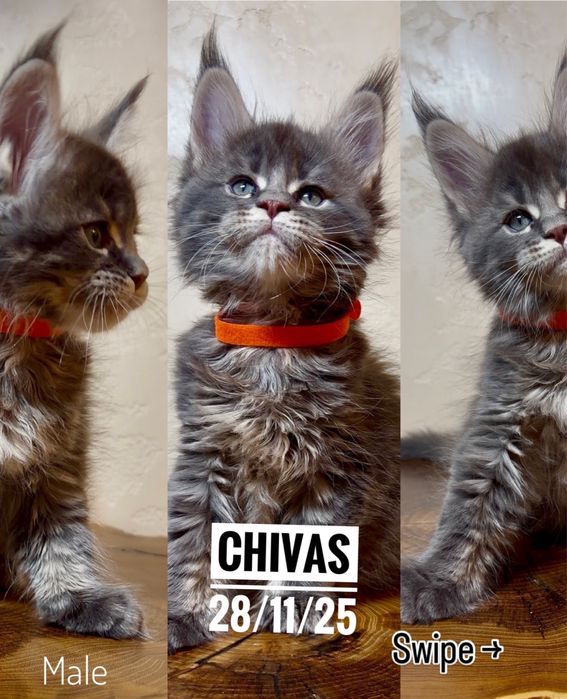 Мейнкун шоу класса