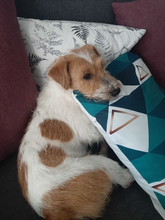 Джек рассел тер‘єр жорсткошерстний для в‘язки