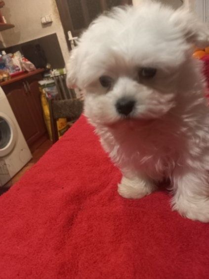 Maltańczyk piesek 2,5 miesiąca