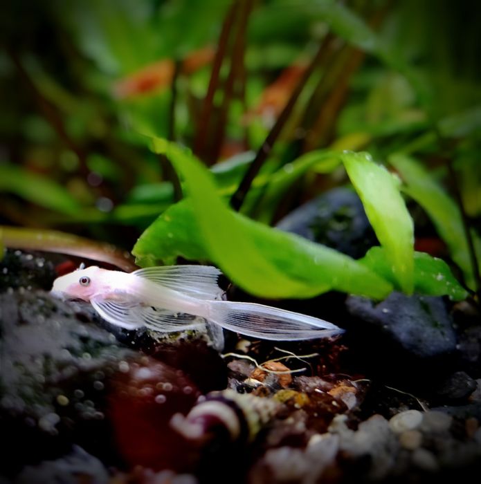 Zbrojnik Ancistrus L144 Snow White Long Fin glonojad biały