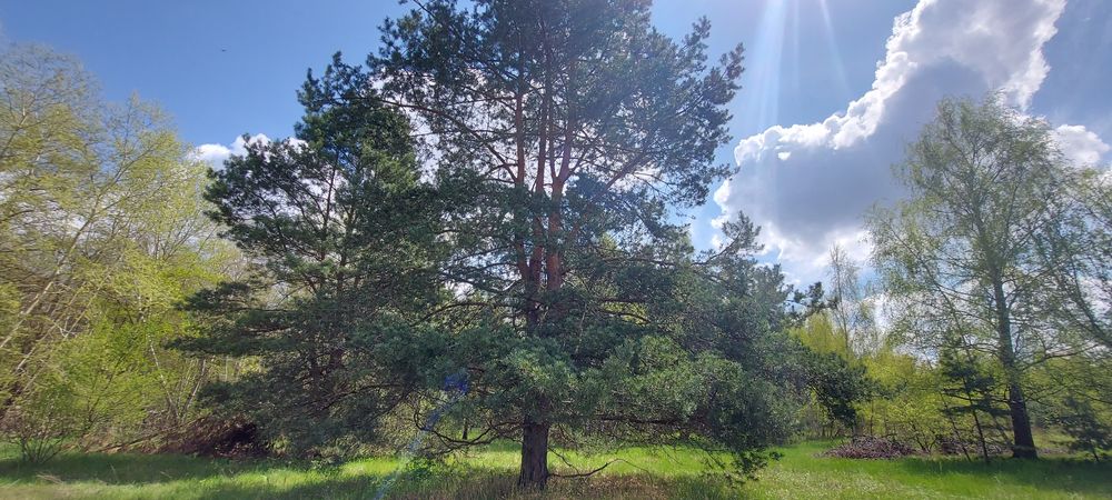 Продам власну садову ділянку