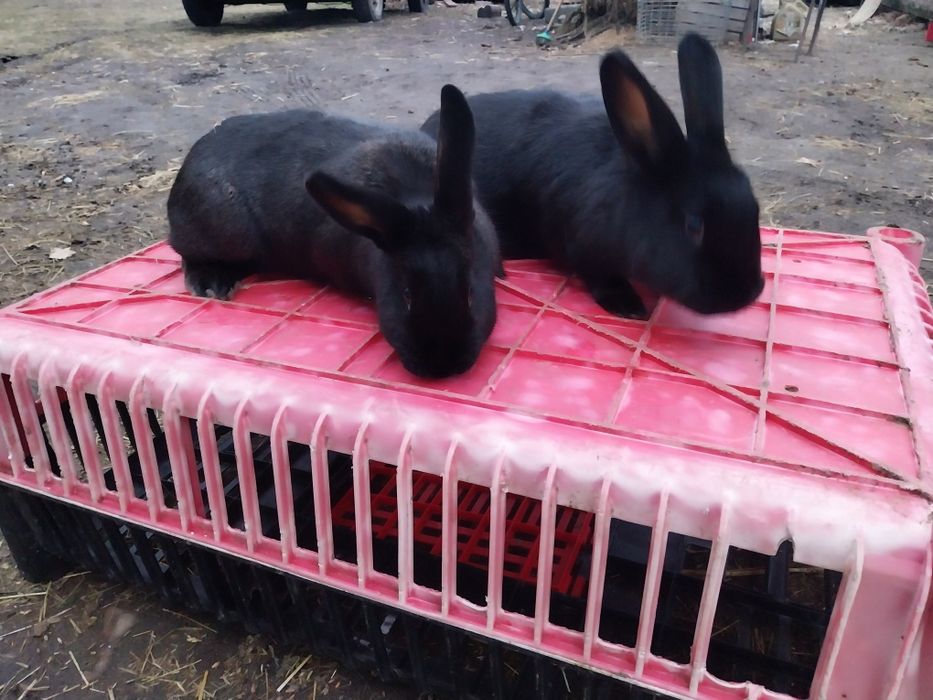 Króliki samce i samice piękne Króliki