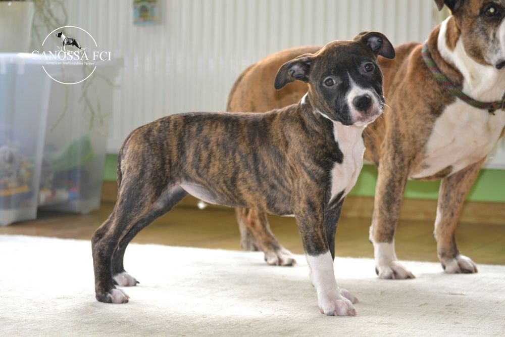 suczka American Staffordshire Terrier, AmStaff  z rod.