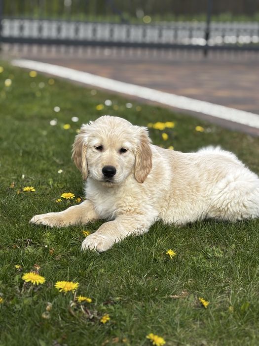 Golden Retriever