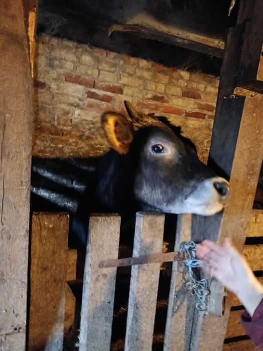 Продам бичка, породи Джерсі .