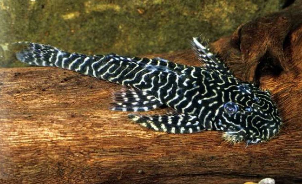 Glonojad L257 - Pseudolithoxus tigris - ODŁÓW - WF - dowóz, wysyłka
