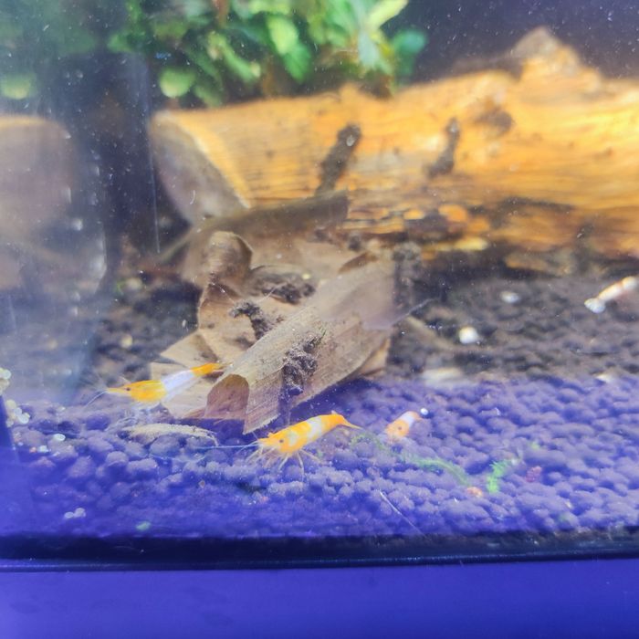 Neocaridinas/Caridinas